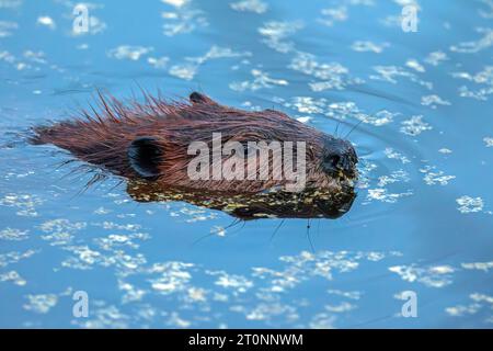 Eine Nahaufnahme eines amerikanischen Bibers auf seinem Weg über einen östlichen Massachusetts Lake. Stockfoto