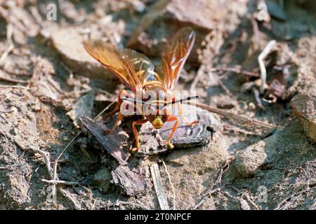 Ein Cicada-Killer-Wasp an einem Sommertag Ende Juli in Massachusetts. - Sphecius speciosus Stockfoto