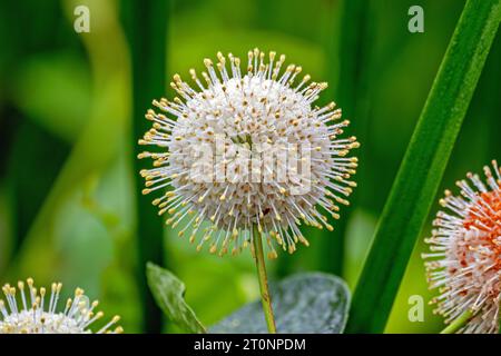 Gemeiner Knopfbüchse - Cephalanthus occidentalis Stockfoto