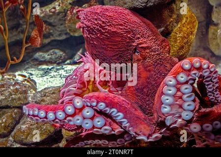 Ein riesiger Pazifischer Oktopus Stockfoto
