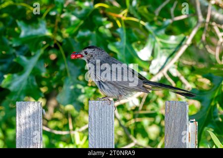 Ein grauer Katzenvogel sitzt auf einem Zaun mit einem Mund voller Beeren an einem Hochsommermorgen in Massachusetts. - Dumetella Carolinensis. Stockfoto