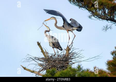 Zwei große Blaureiher bauen ihr Nest im Frühjahr in Methuen Massachusetts. Stockfoto