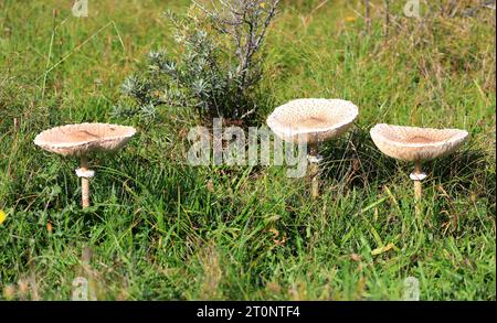 Gemeinsame Riesenschirme im Nordholland Dünenreservat. Castricum, Niederlande, Europa. Stockfoto