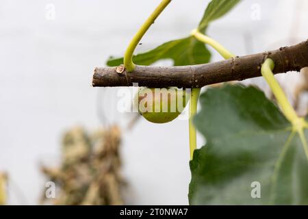 Feigenfrüchte wachsen auf einem Feigenbaum Stockfoto