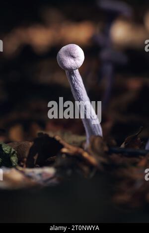 Amethyst-Betrüger auf Waldboden, diese Pilzart wächst in der Herbstsaison in immergrünen Wäldern (Laccaria amethystina) Stockfoto