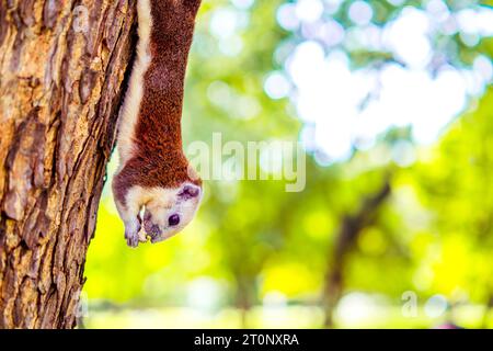 Eichhörnchen hängt kopfüber mit Walnuss auf Baum Stockfoto