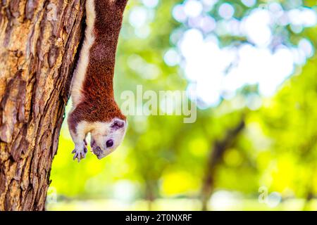 Eichhörnchen hängt kopfüber mit Walnuss auf Baum Stockfoto