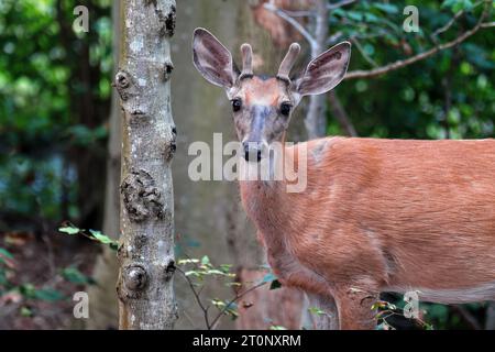 Ein junger Northern White-Tail Deer Bock in einem Wald im Osten von Massachusetts. Stockfoto