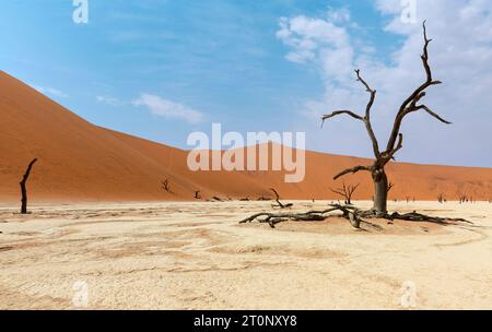 Tote Kameldornbäume (Acacia erioloba) in Deadvlei, Sossusvlei, Namib Desert, Namib-Naukluft National Park, Namibia, Afrika Stockfoto