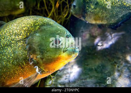 Porträt eines rotbauchigen Piranha Stockfoto