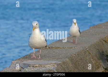 Ein Paar Möwen marschiert an einem Sommermorgen in Massachusetts an der Spitze einer Betonmauer entlang. Stockfoto