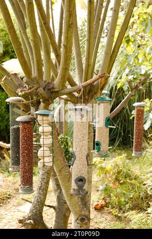 Eine Sammlung von Vogelfuttern in einem Baum Stockfoto
