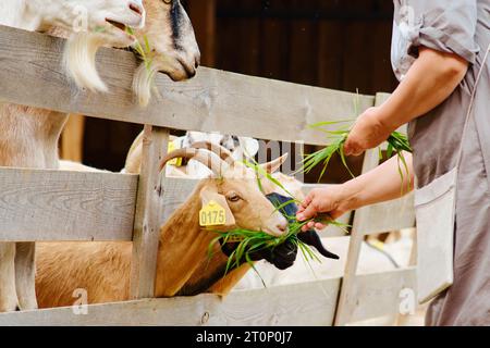 Mit einer sanften Hand versorgt die Frau die hungrigen Ziegen mit Nahrung, indem sie ihnen Gras gibt. Stockfoto