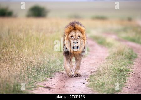 Masai Mara Lion macht einen Spaziergang durch sein Territorium Stockfoto