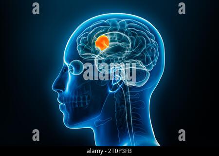 3D-Rendering-Illustration des Broca-Bereichs auf blauem Hintergrund. Anatomie des menschlichen Körpers, des Gehirns oder des Gehirns, Medizin, Biologie, Wissenschaft, Neurowissenschaft, Neuro Stockfoto