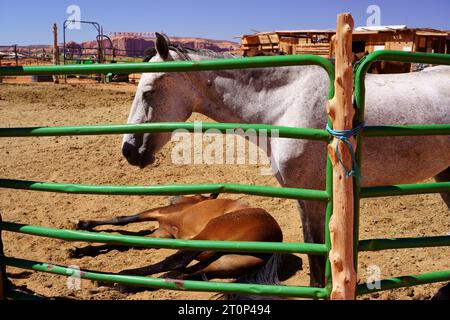 Pferde im Südwesten der USA Stockfoto