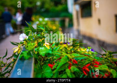Wunderschöne Blumen schmücken die Straßen von Annecy neben dem Fluss Thiou in Frankreich. Stockfoto