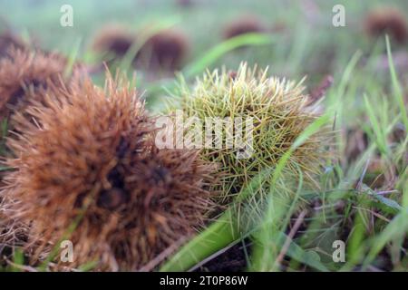 Kastanienigel auf dem Gras vor dem Herbst Stockfoto