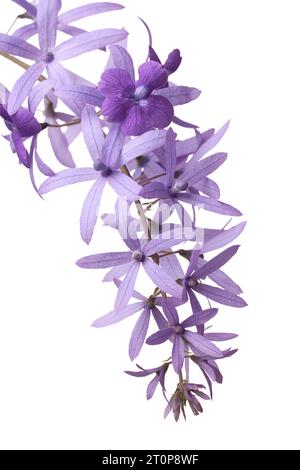 Nahaufnahme von Petrea volubilis Blumen, auch bekannt als lila Kranz, Königskranz, Sandpapierrebe oder Nilmani, blassbläulich-violette Zierblüte Stockfoto