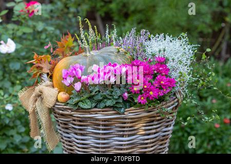 Rosafarbene Zyklamen, Chrysanthemen, Heidekraut, Kissenstrauch, Muehlenbeckia und Kürbis in einem Korb im Garten Stockfoto