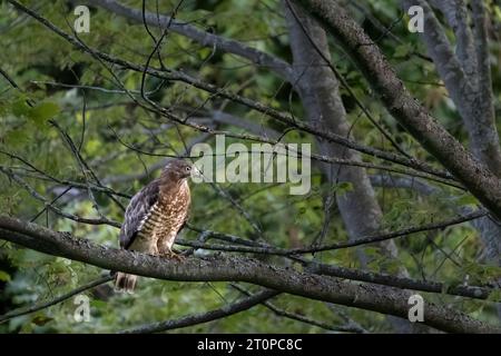 Niedriger Blickwinkel auf Vögel, die auf einem Baum sitzen - Petite Buse - Buteo platypterus - Breitflügelfalke Stockfoto