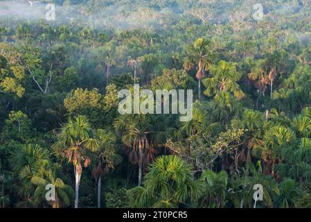 Blick auf den Amazonas-Regenwald von der Spitze des 45 Meter hohen Turms in Yasuni Kichwa Ecolodge, Ecuador Stockfoto