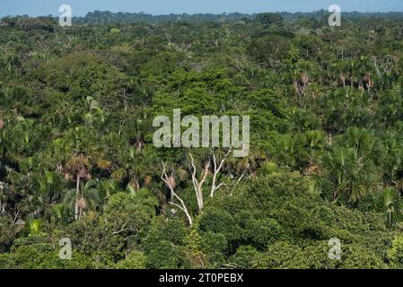 Blick auf den Amazonas-Regenwald von der Spitze des 45 Meter hohen Turms in Yasuni Kichwa Ecolodge, Ecuador Stockfoto