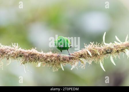 Der Chaco-Endemit (Chlorochrysa phoenicotis) in Ecuador Stockfoto