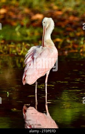 Ein Rosenlöffelschnabel (Platalea ajaja), der bei Sonnenuntergang auf Ambergris Caye, Belize, prägt. Stockfoto