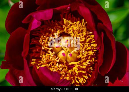 Rote Pfingstrose, Paeoniaceae, Paeonia peregrina Mill. Stockfoto