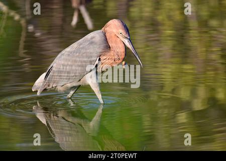 Ein einsamer rötlicher Reiher (Egretta rufescens) auf der Suche nach Nahrung in den Mangroven von Ambergris Caye, Belize. Stockfoto