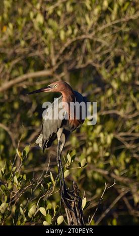 Ein rötlicher Reiher (Egretta rufescens), auf einem Baum, in den Mangroven von Ambergris Caye, Belize. Stockfoto