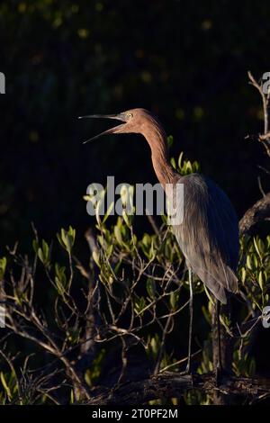 Ein einsamer rötlicher Reiher (Egretta rufescens), bei Sonnenuntergang, mit offenem Schnabel, auf Ambergris Caye, Belize. Stockfoto