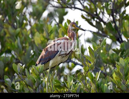 Ein einsamer, junger dreifarbiger Reiher (Egretta tricolor), der auf einem Baum vor einem Hintergrund von Laub auf Ambergris Caye, Belize, thront. Stockfoto