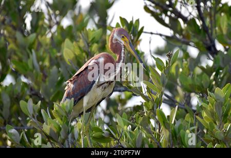 Ein einsamer, junger dreifarbiger Reiher (Egretta tricolor), der auf einem Baum vor einem Hintergrund von Laub auf Ambergris Caye, Belize, thront. Stockfoto