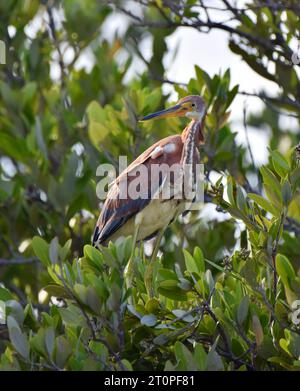 Ein einsamer, junger dreifarbiger Reiher (Egretta tricolor), der auf einem Baum vor einem Hintergrund von Laub auf Ambergris Caye, Belize, thront. Stockfoto