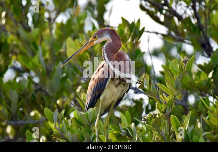 Ein einsamer, junger dreifarbiger Reiher (Egretta tricolor), der auf einem Baum vor einem Hintergrund von Laub auf Ambergris Caye, Belize, thront. Stockfoto