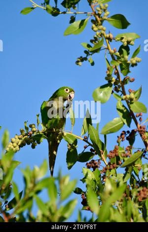Ein einsamer Papageiensittich (Eupsittula nana), auch bekannt als Olive-throated Conure, der auf Früchten sitzt, während er auf einem Baum sitzt. San Pedro, Belize. Stockfoto