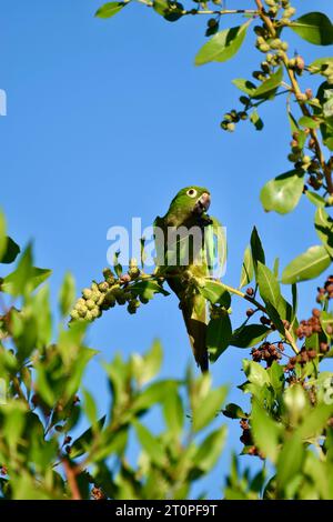 Ein einsamer Papageiensittich (Eupsittula nana), auch bekannt als Olive-throated Conure, der auf Früchten sitzt, während er auf einem Baum sitzt. San Pedro, Belize. Stockfoto