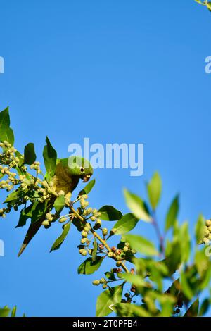 Ein einsamer Papageiensittich (Eupsittula nana), auch bekannt als Olive-throated Conure, der auf Früchten sitzt, während er auf einem Baum sitzt. San Pedro, Belize. Stockfoto