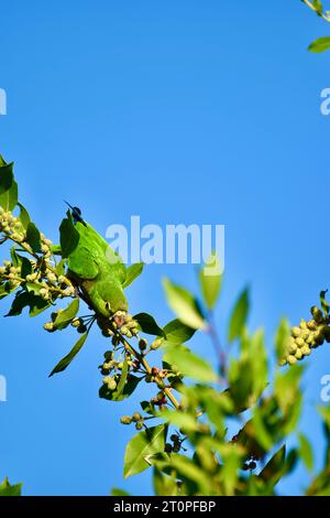 Ein einsamer Papageiensittich (Eupsittula nana), auch bekannt als Olive-throated Conure, der auf Früchten sitzt, während er auf einem Baum sitzt. San Pedro, Belize. Stockfoto