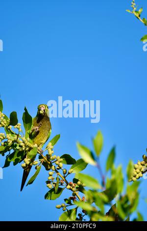 Ein einsamer Papageiensittich (Eupsittula nana), auch bekannt als Olive-throated Conure, der auf Früchten sitzt, während er auf einem Baum sitzt. San Pedro, Belize. Stockfoto