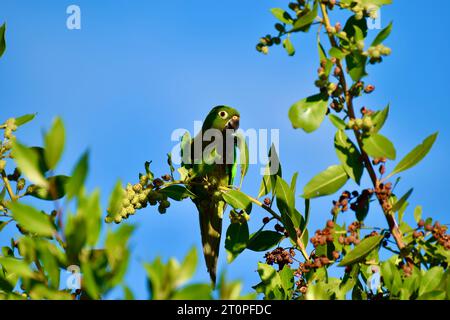 Ein einsamer Papageiensittich (Eupsittula nana), auch bekannt als Olive-throated Conure, der auf Früchten sitzt, während er auf einem Baum sitzt. San Pedro, Belize. Stockfoto
