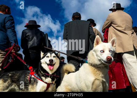 Pardubice, Tschechische Republik. Oktober 2023. Die Grand Pardubice Steeplechase in Pardubice, Tschechische Republik, 8. Oktober 2023. Quelle: Roman Vondrous/CTK Photo/Alamy Live News Stockfoto