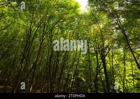 Hintergrundfoto des üppigen grünen Waldes. Hohe Bäume im Wald. Hintergrund des CO2-Netto-Null-Konzepts. Stockfoto