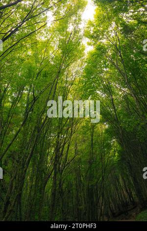 Üppiger grüner Wald, vertikale Aussicht. Hintergrund des CO2-Neutralität oder des CO2-net-Null-Konzepts. Stockfoto