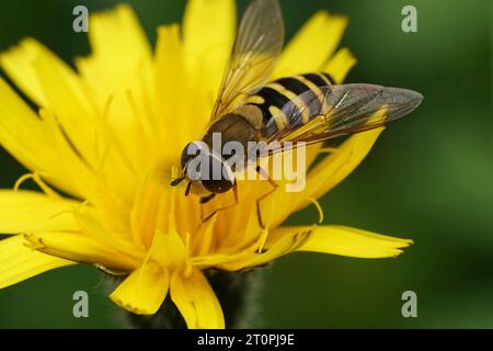 Natürliche Nahaufnahme auf der gemeinen schwebelfliege, Syrphus ribesii, die auf einer gelben Blume sitzt Stockfoto