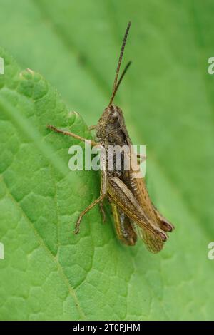 Natürliche Nahaufnahme auf einem Hochland-Grashüpfer, Chorthippus apricarius, der auf einem grünen Blatt sitzt Stockfoto