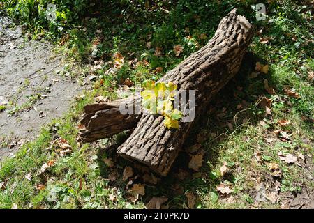 Eichenblätter liegen im Herbst auf einem Baumstamm Stockfoto