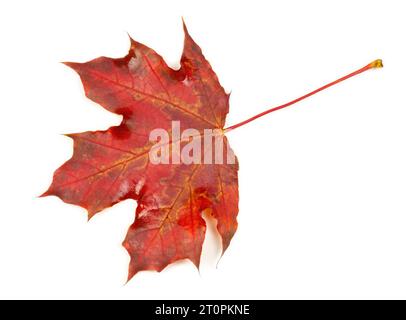 Herbstblatt auf weißem Hintergrund Stockfoto